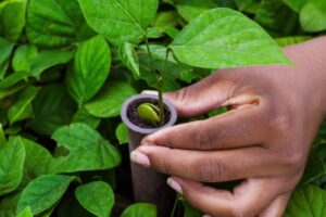 Sustainability hand with plant